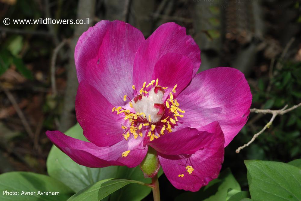 Paeonia mascula