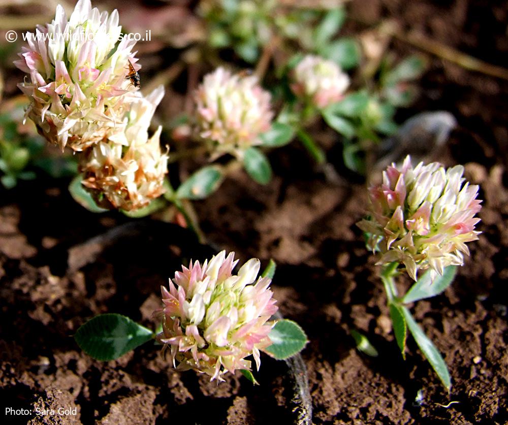 Trifolium argutum