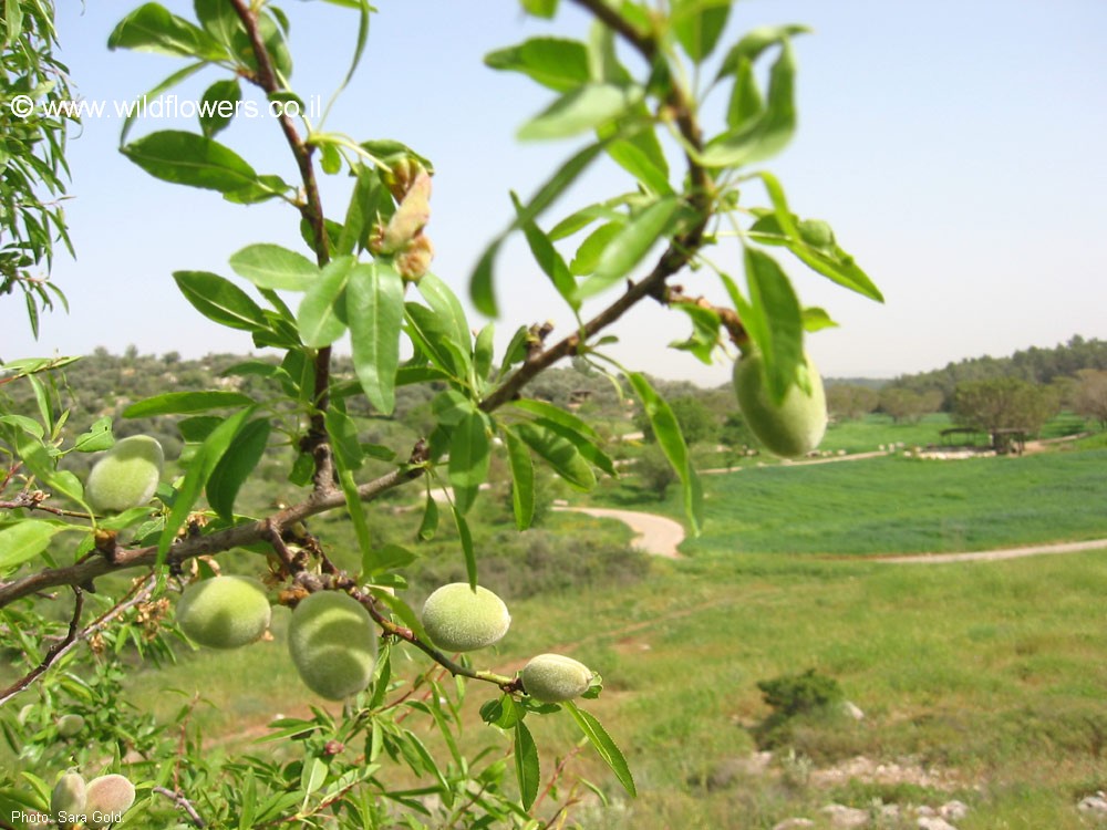 Amygdalus communis