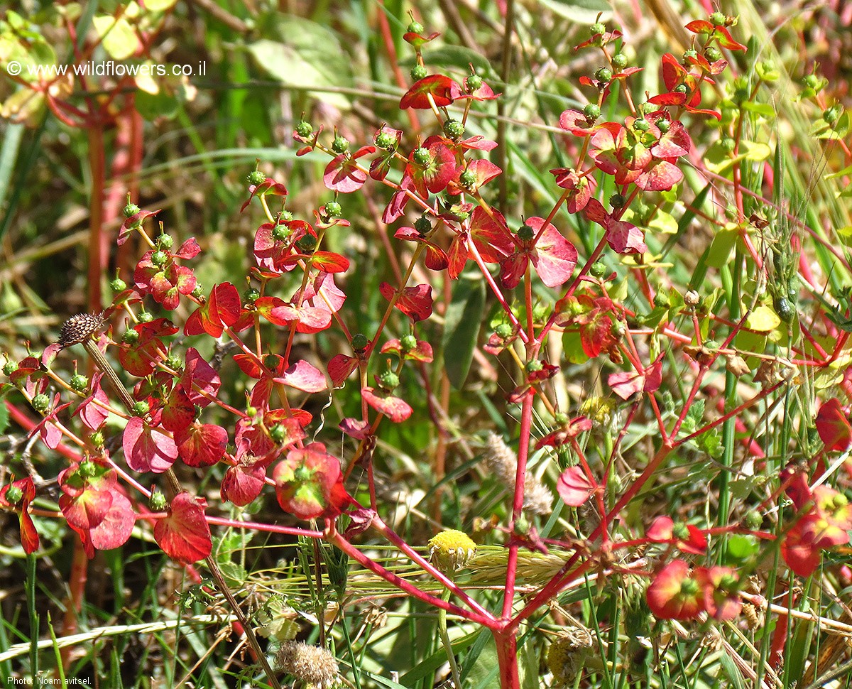 Euphorbia valerianifolia