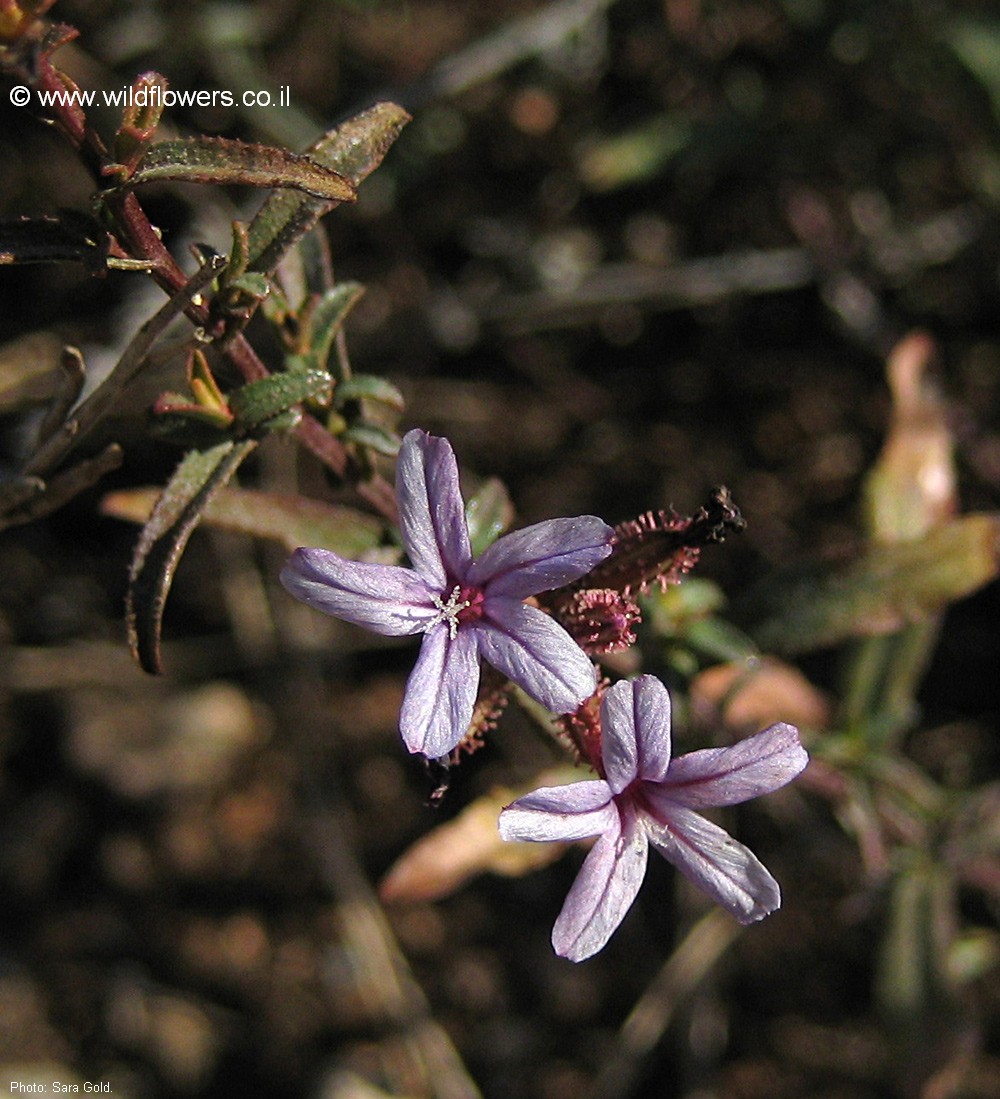 Plumbago europaea