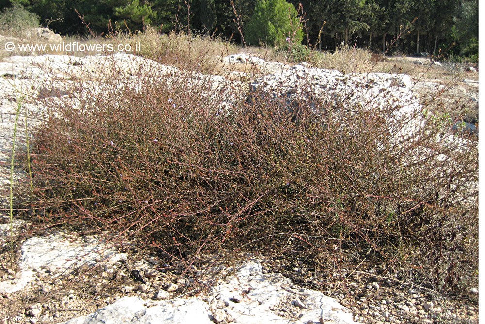 Plumbago europaea