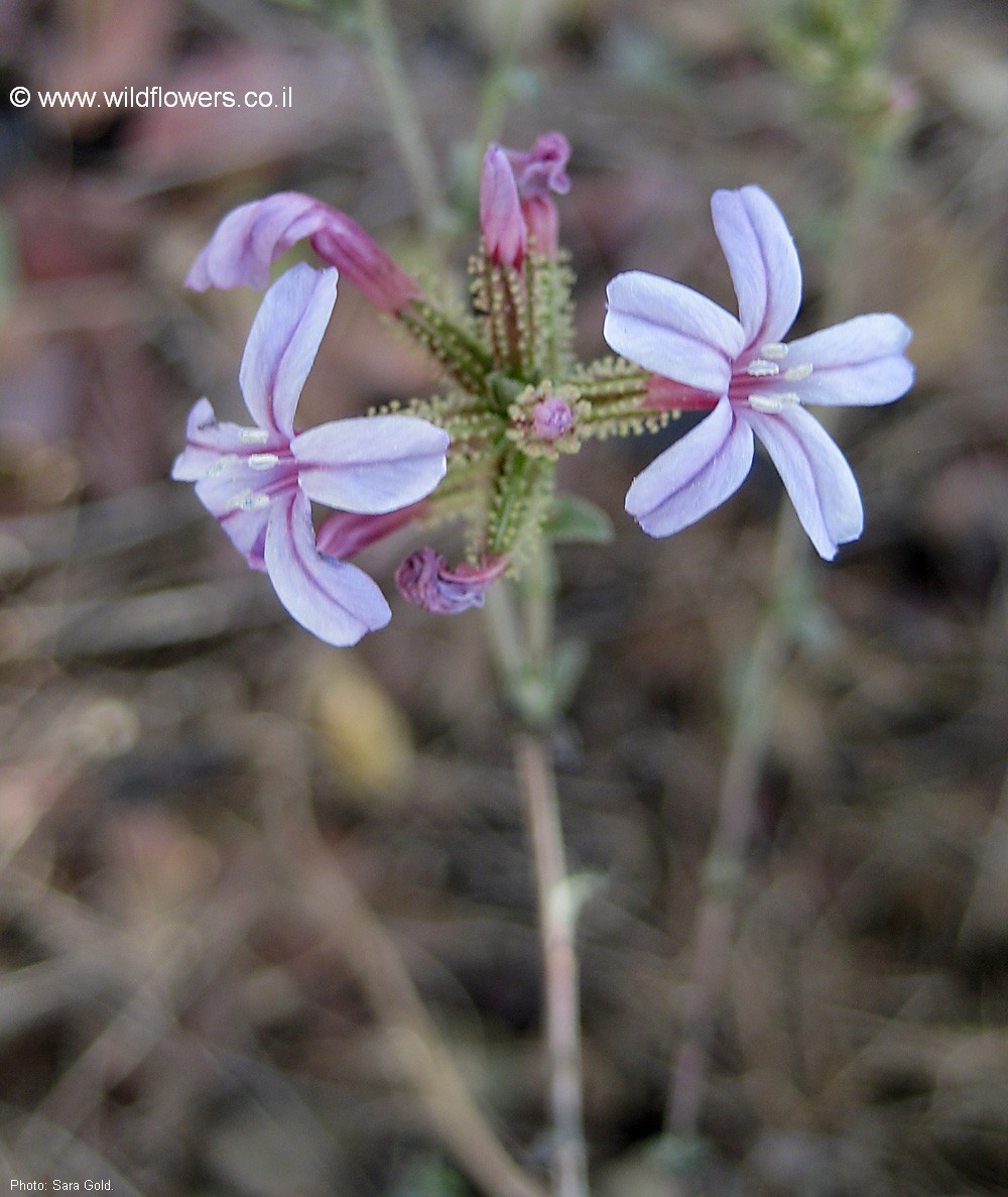 Plumbago europaea