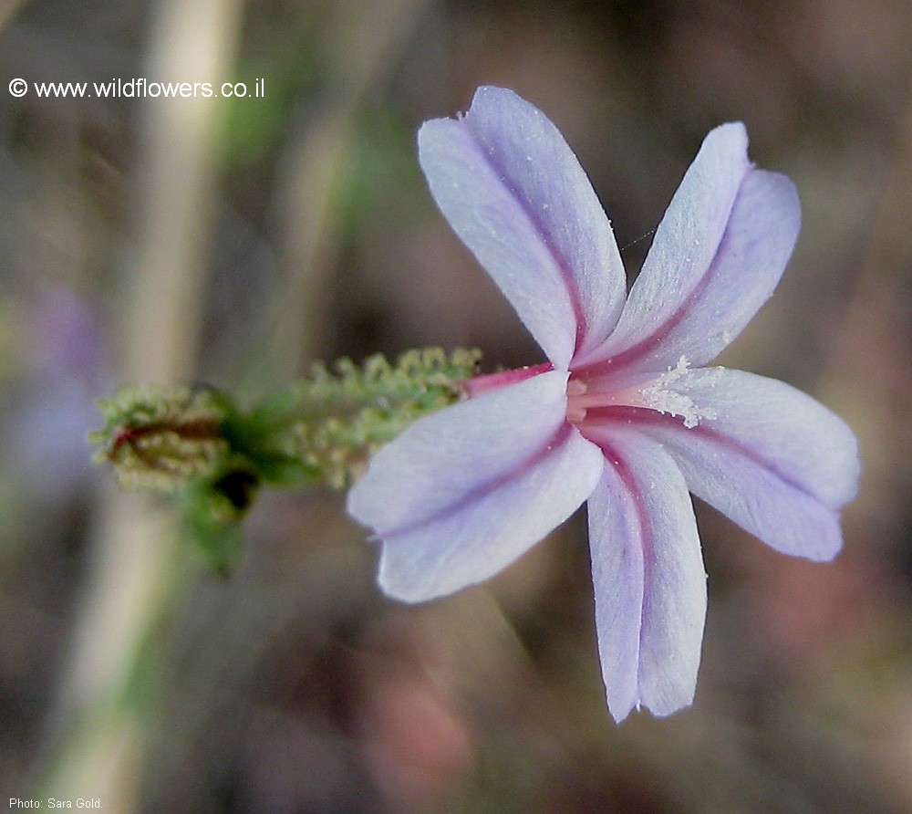 Plumbago europaea