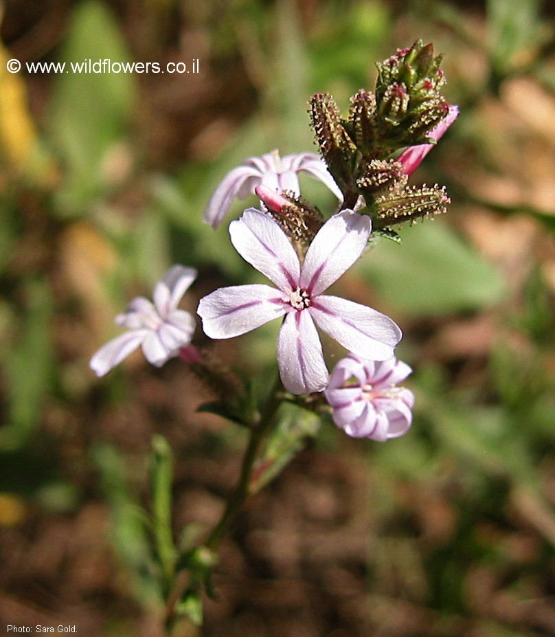 Plumbago europaea