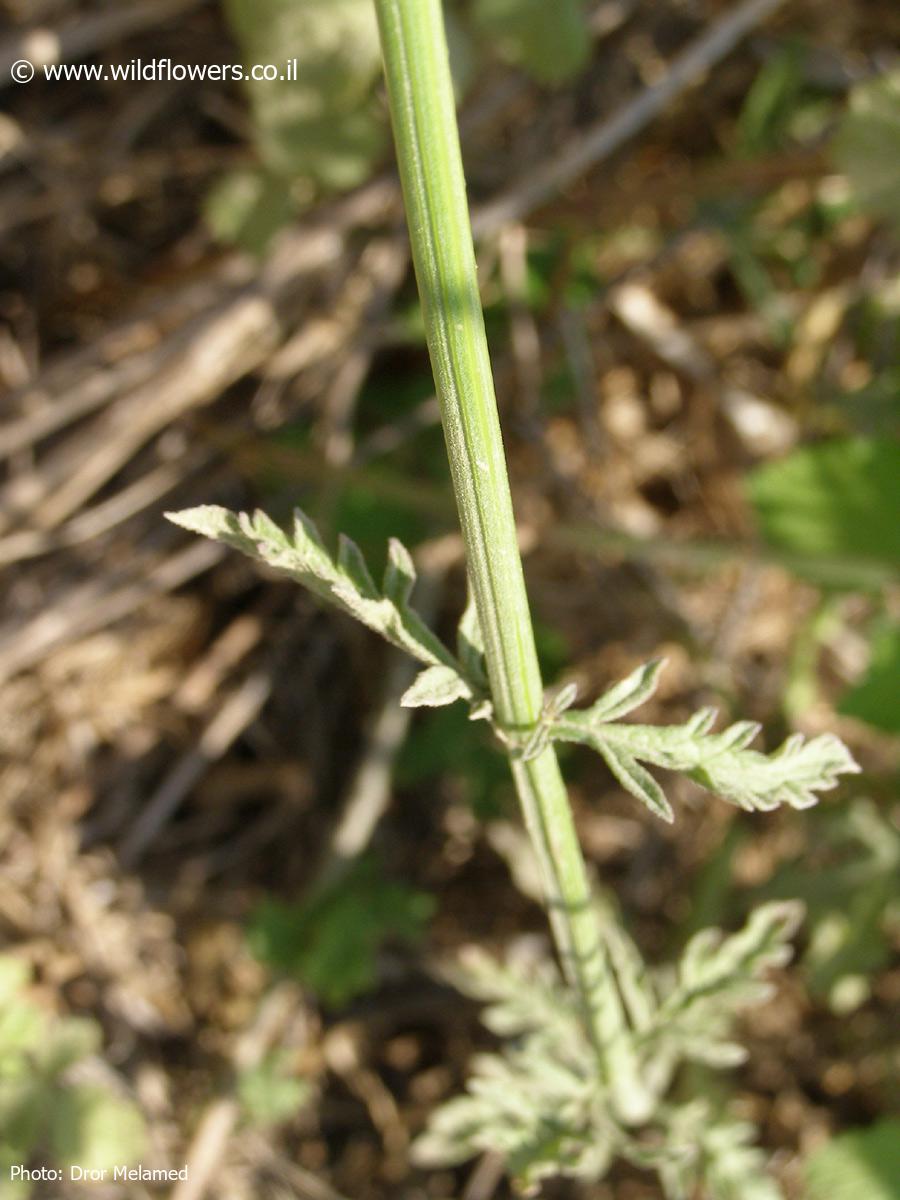 Verbena officinalis