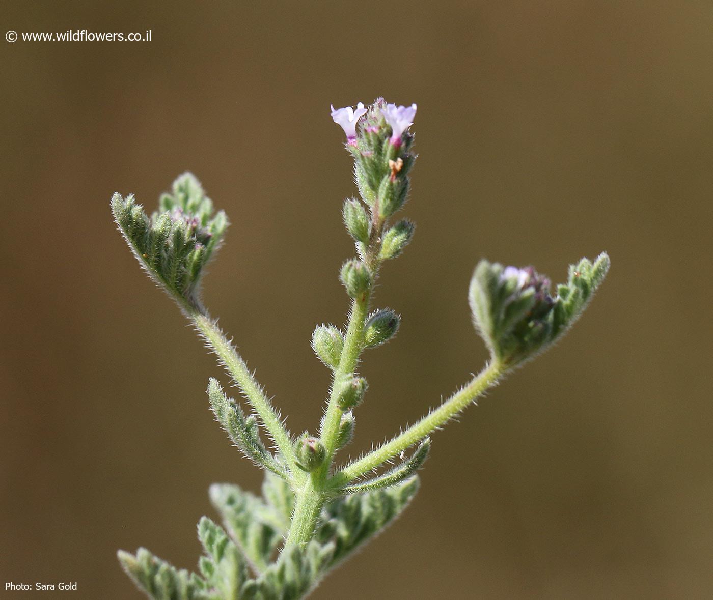 Verbena officinalis