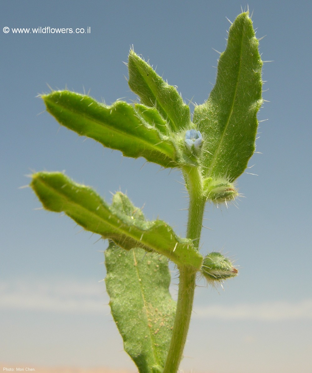 Gastrocotyle hispida