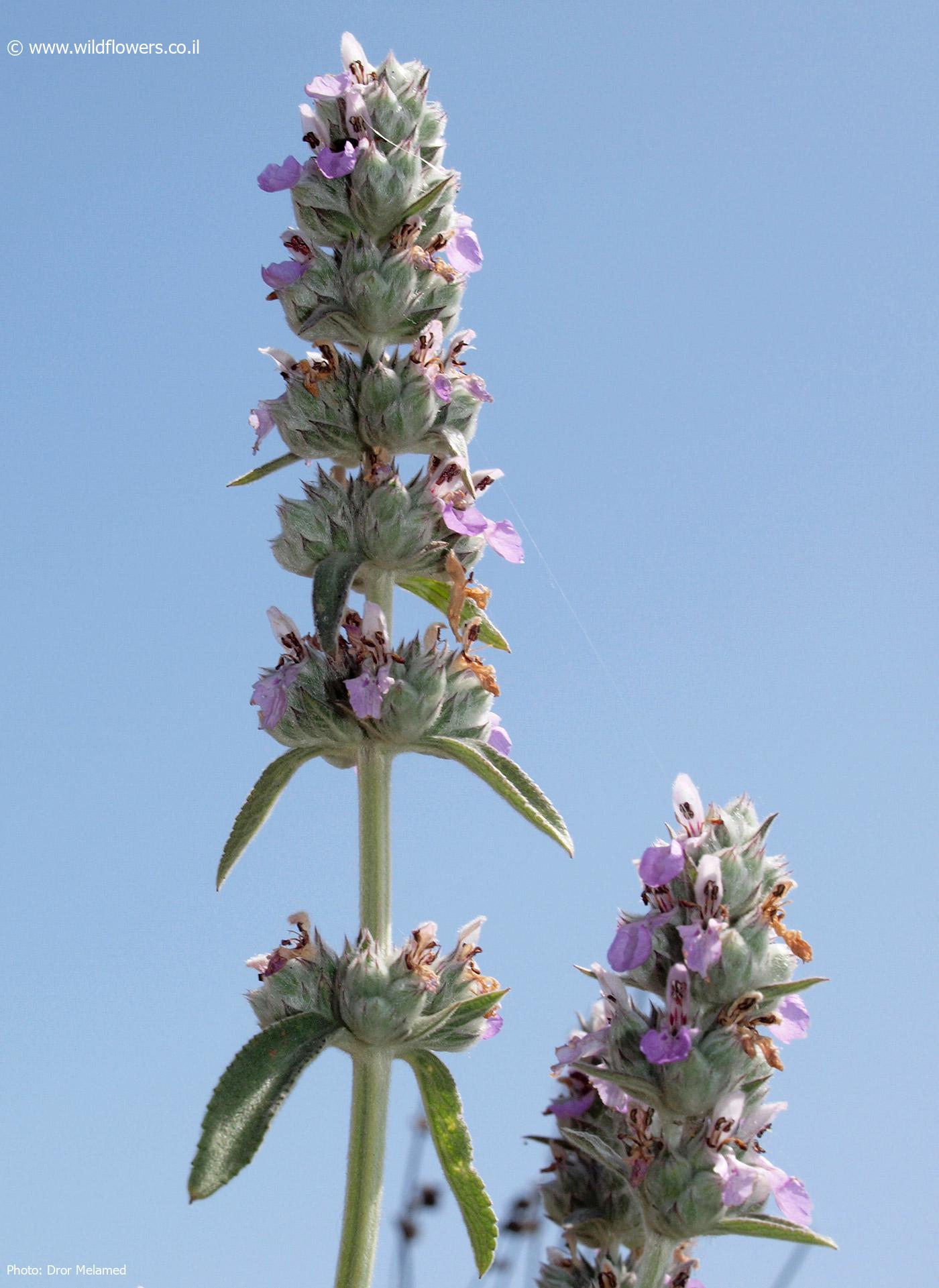 Stachys viticina