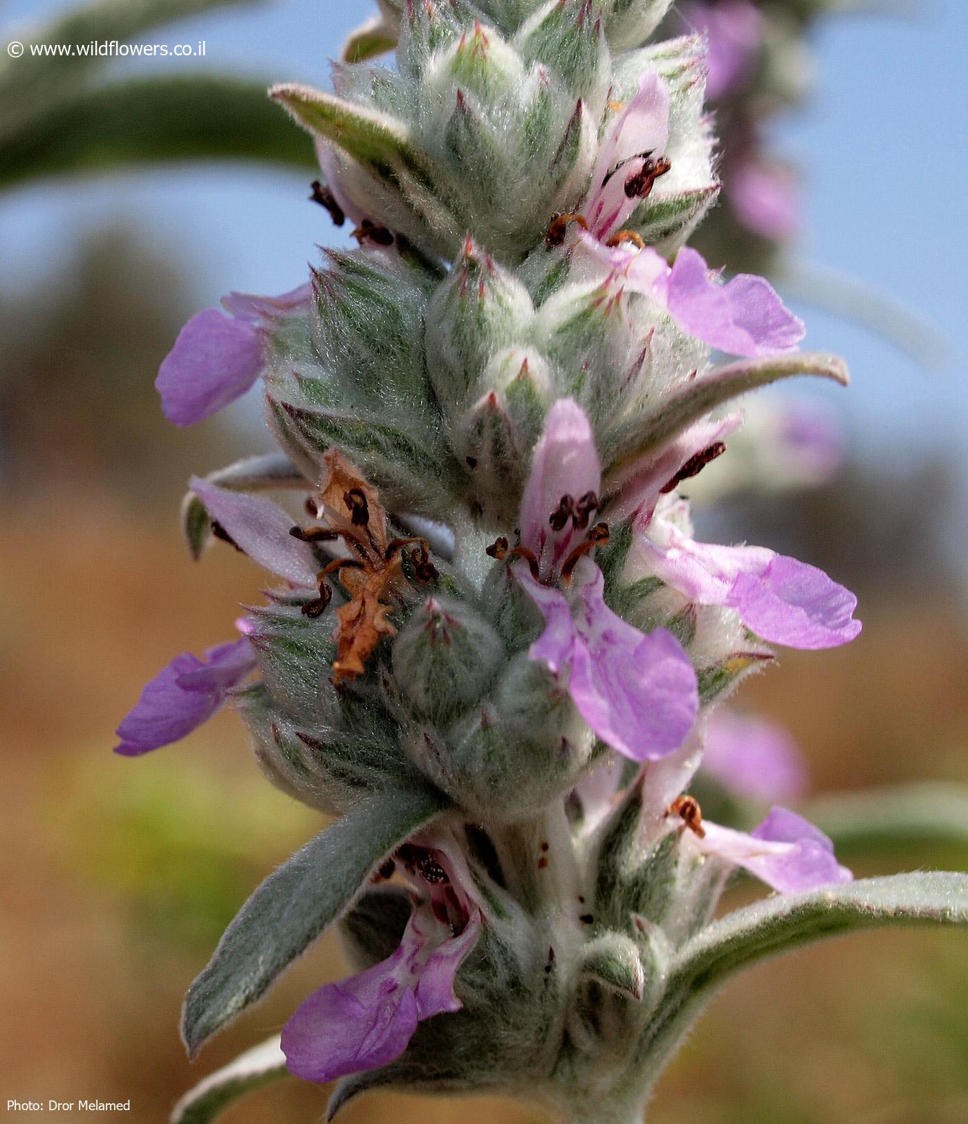 Stachys viticina