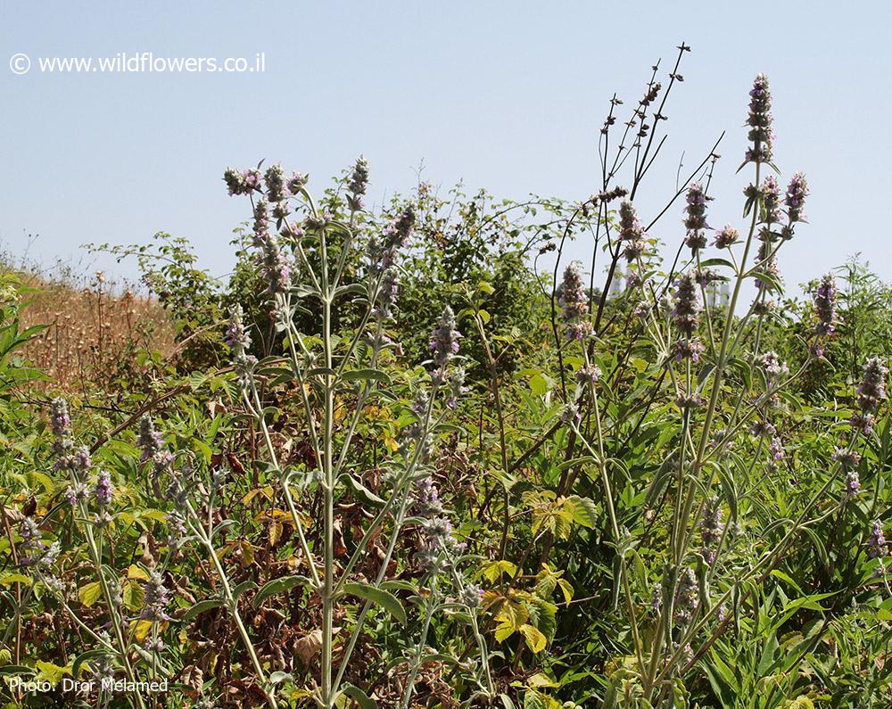 Stachys viticina