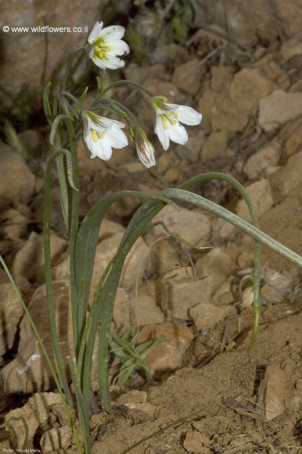 Gagea libanotica