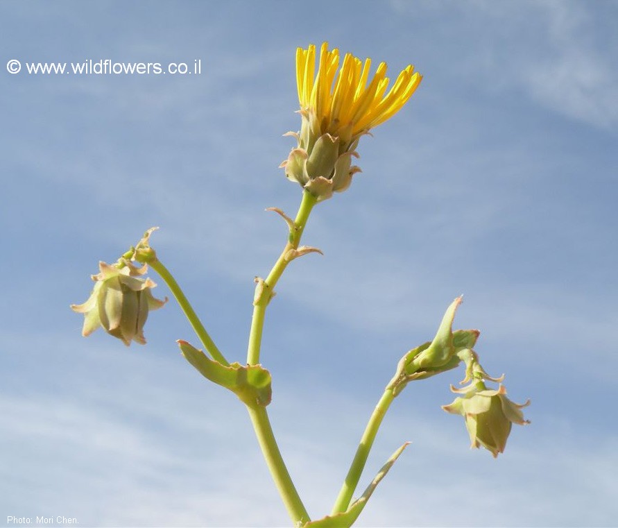 Launaea angustifolia