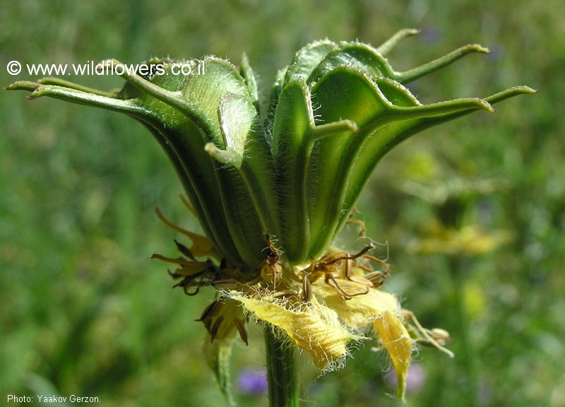 Nigella  ciliaris