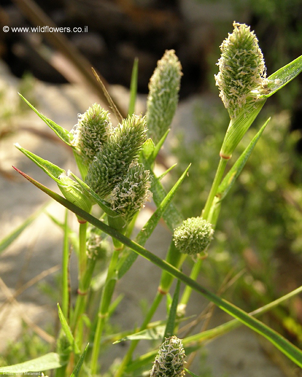 Crypsis schoenoides