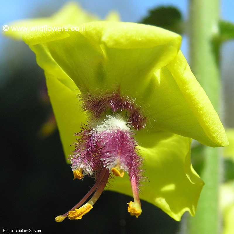 Verbascum levanticum