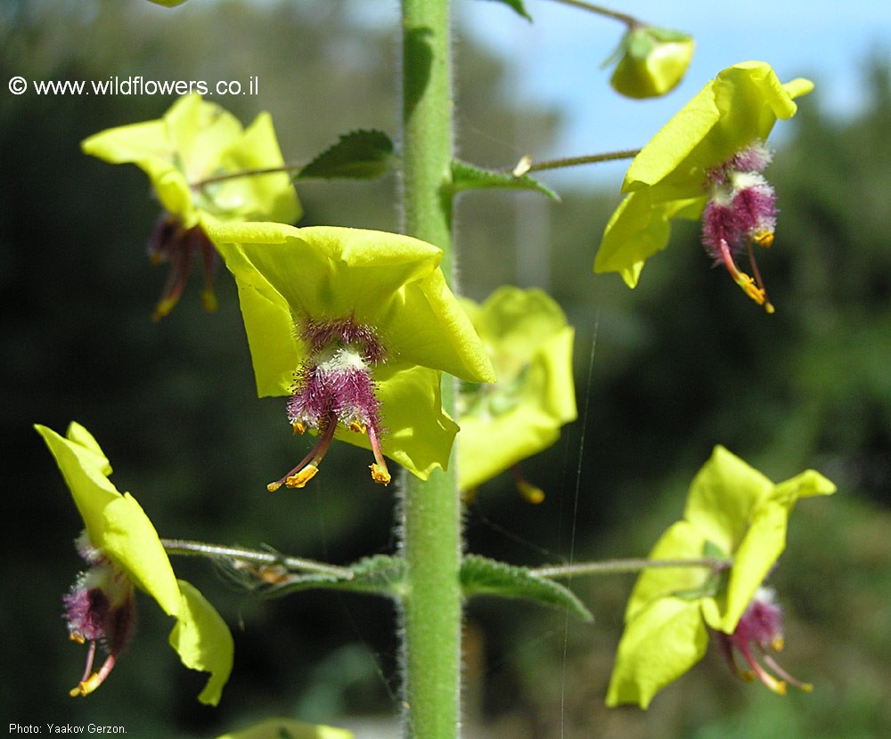 Verbascum levanticum