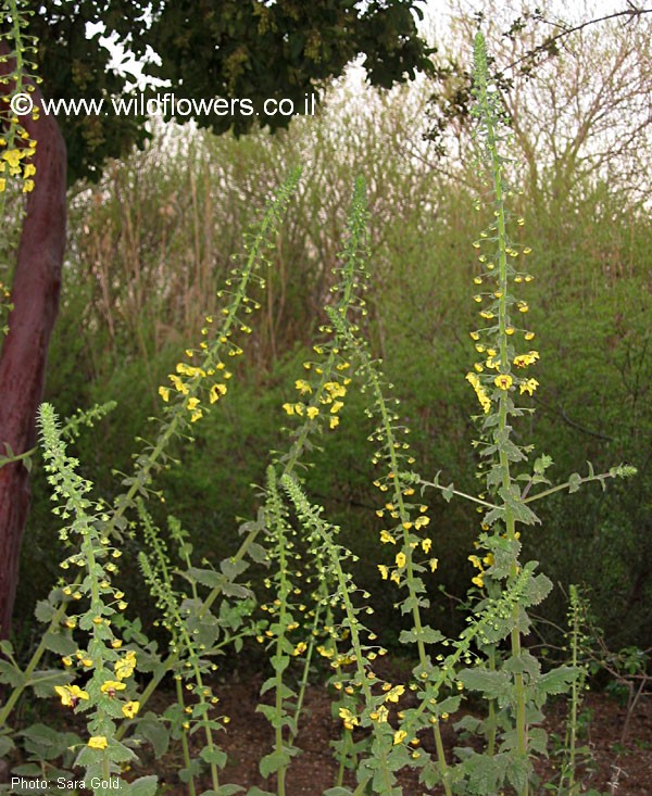 Verbascum levanticum