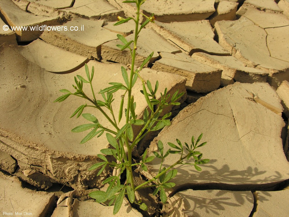 Cleome amblyocarpa 