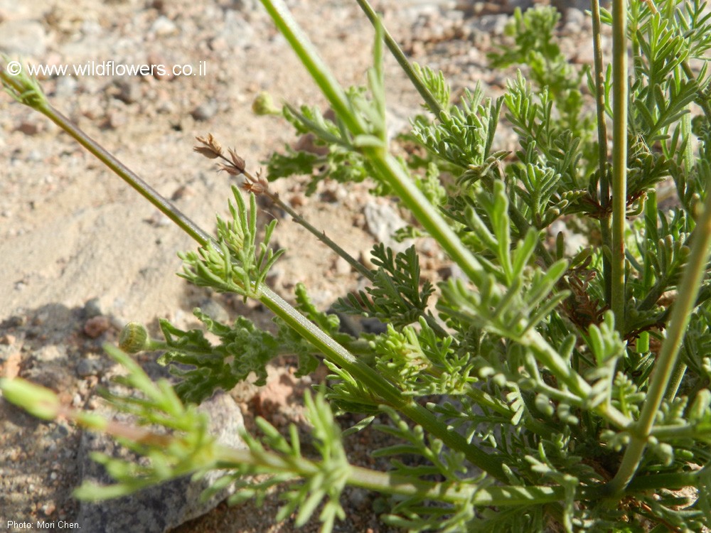 Lavandula coronopifolia