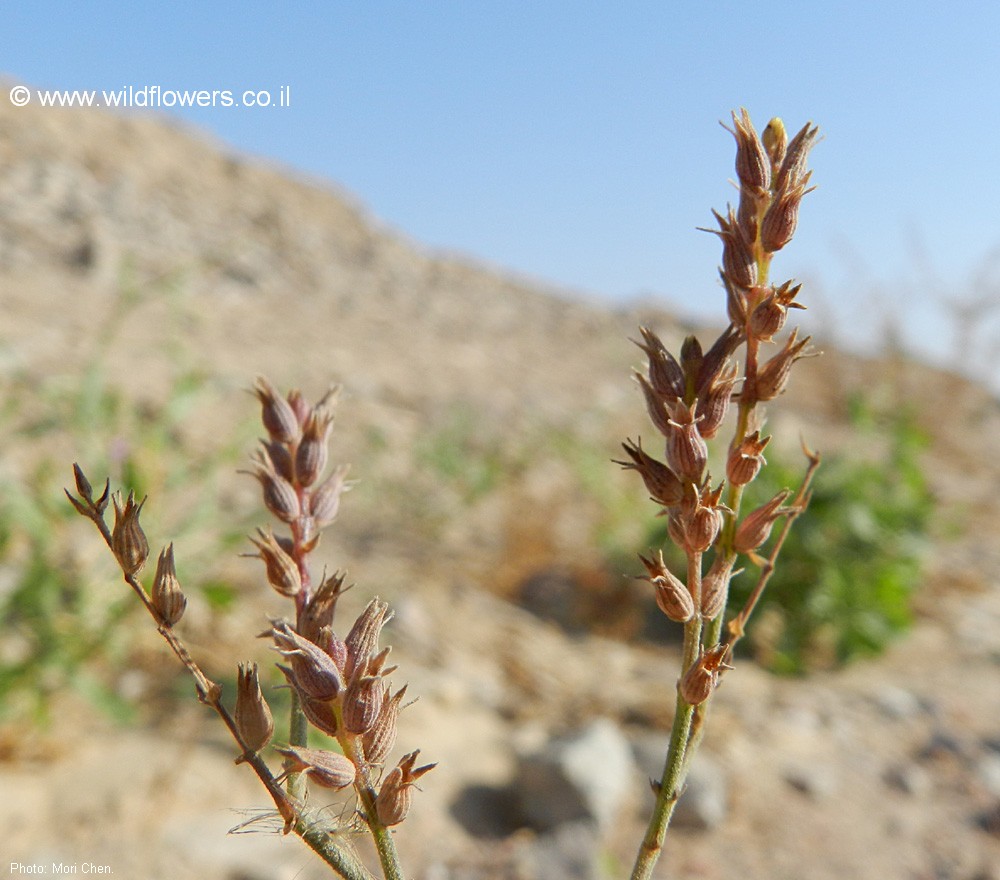 Lavandula coronopifolia