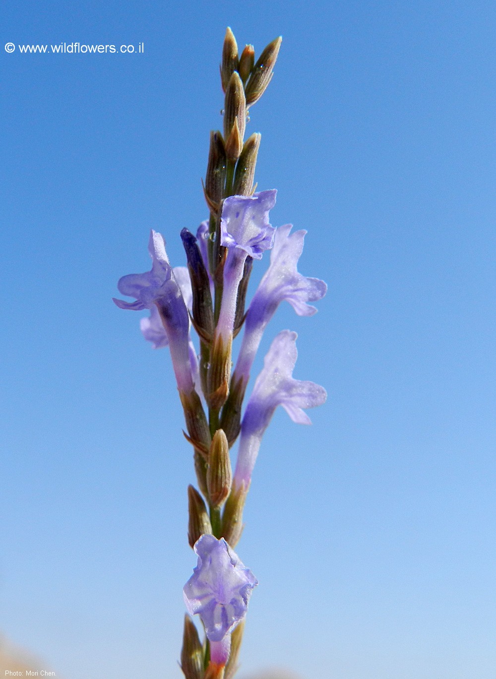 Lavandula coronopifolia