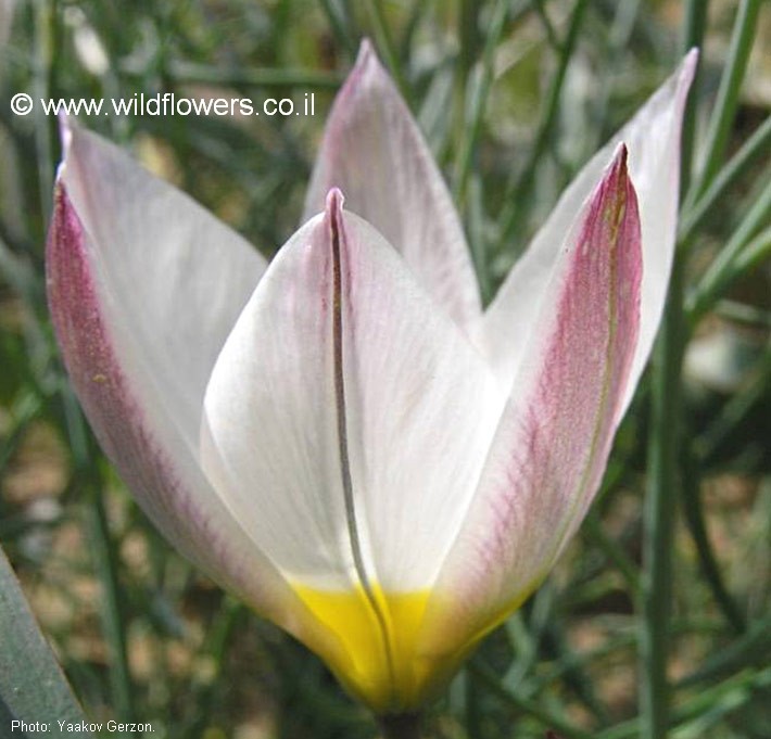 Tulipa polychroma