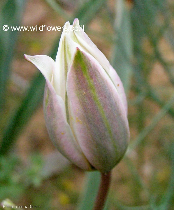 Tulipa polychroma