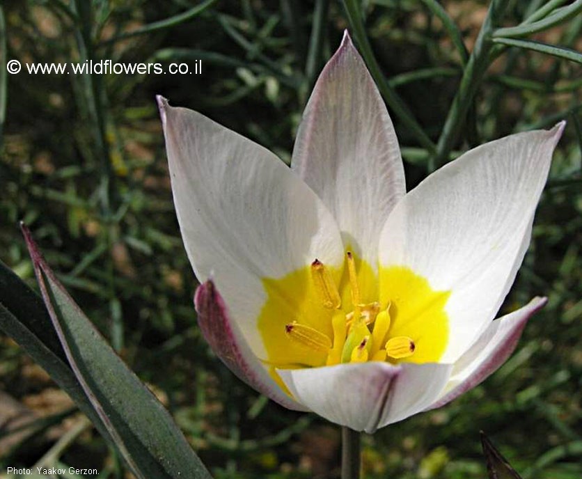 Tulipa polychroma