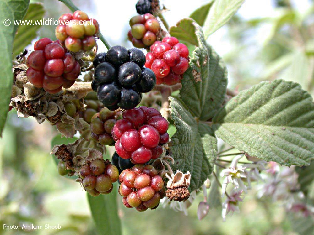 Rubus  sanguineus