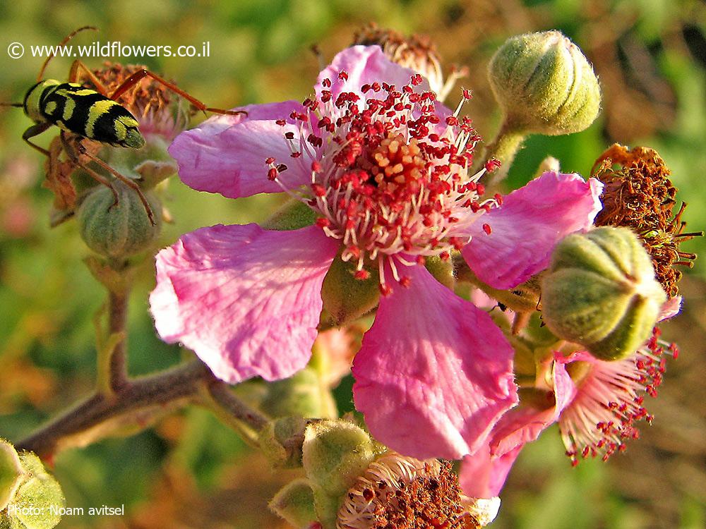 Rubus  sanguineus