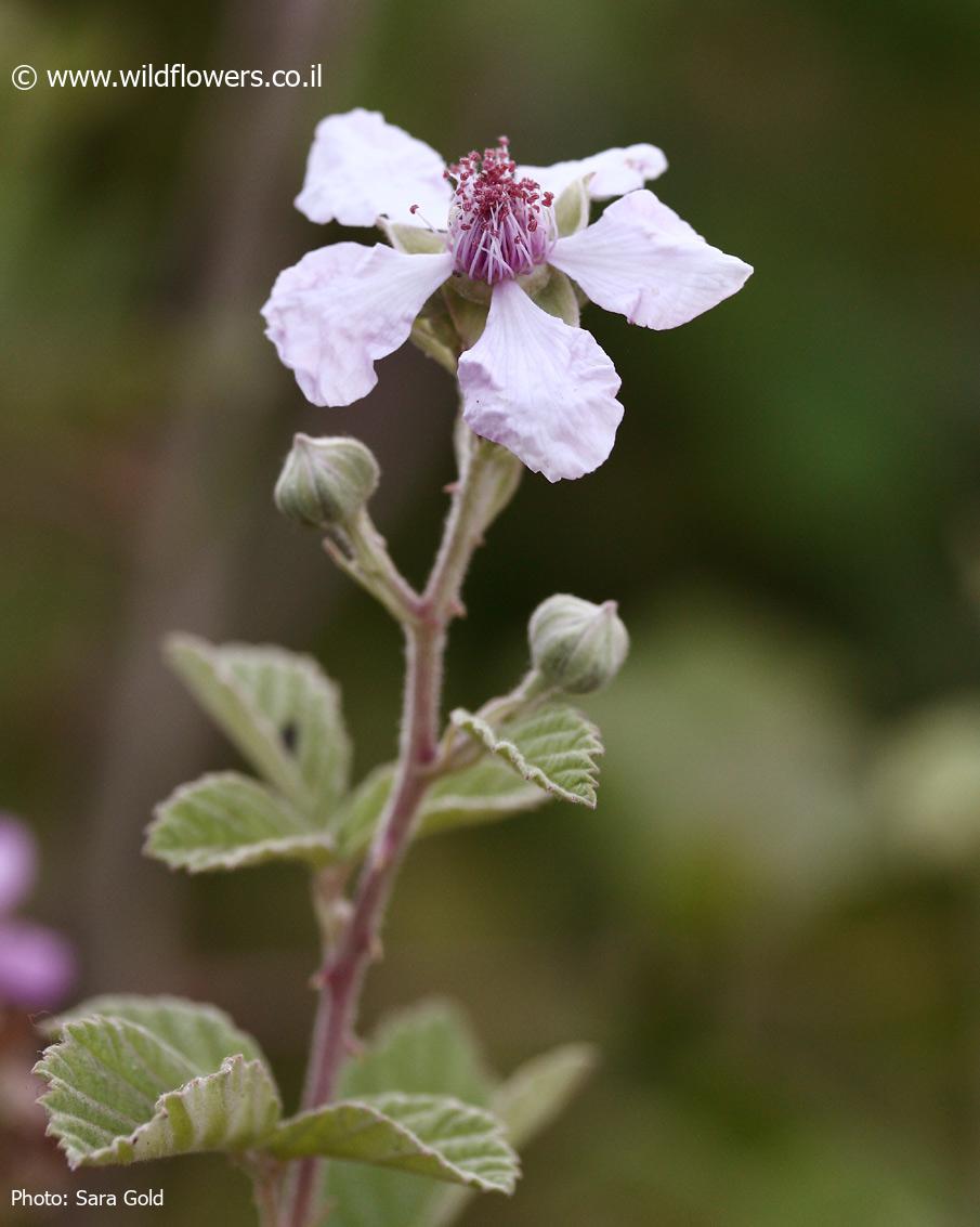 Rubus  sanguineus