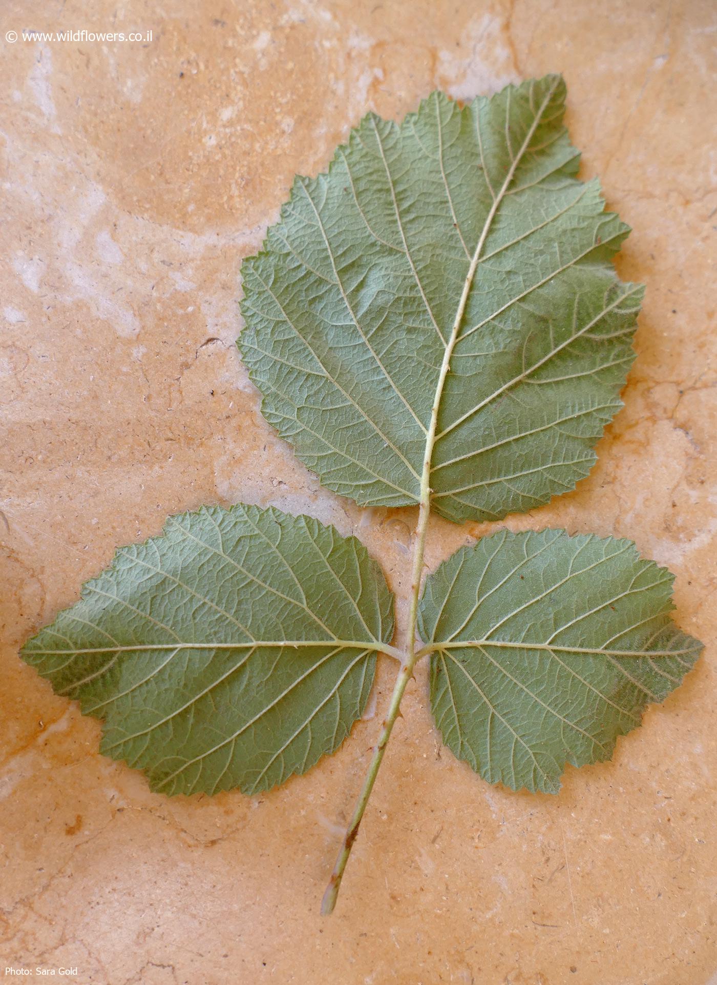 Rubus  sanguineus