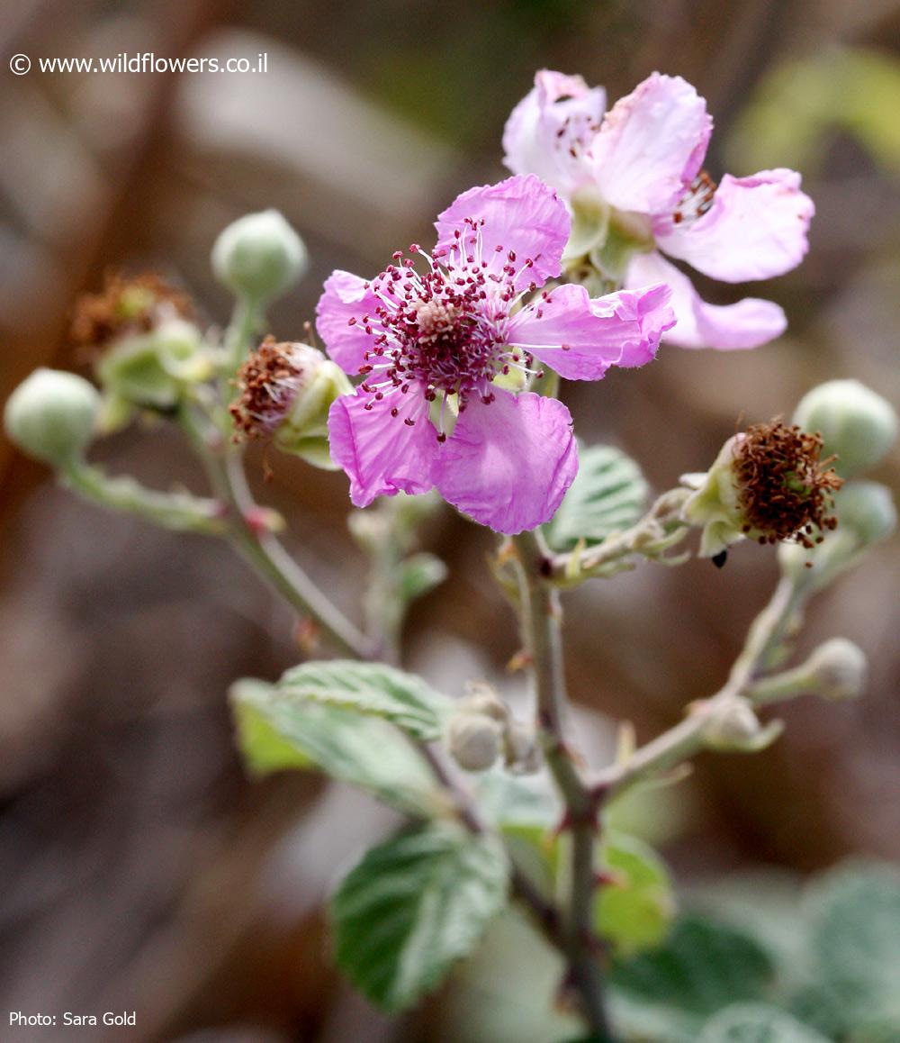 Rubus  sanguineus