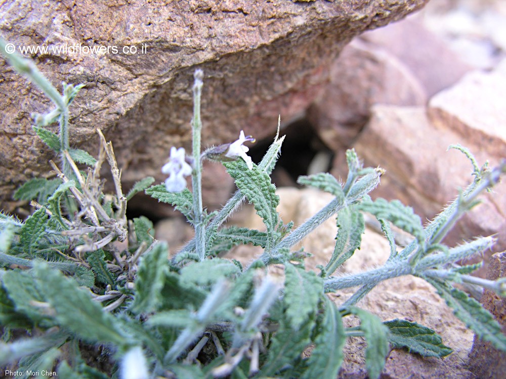 Salvia aegyptiaca