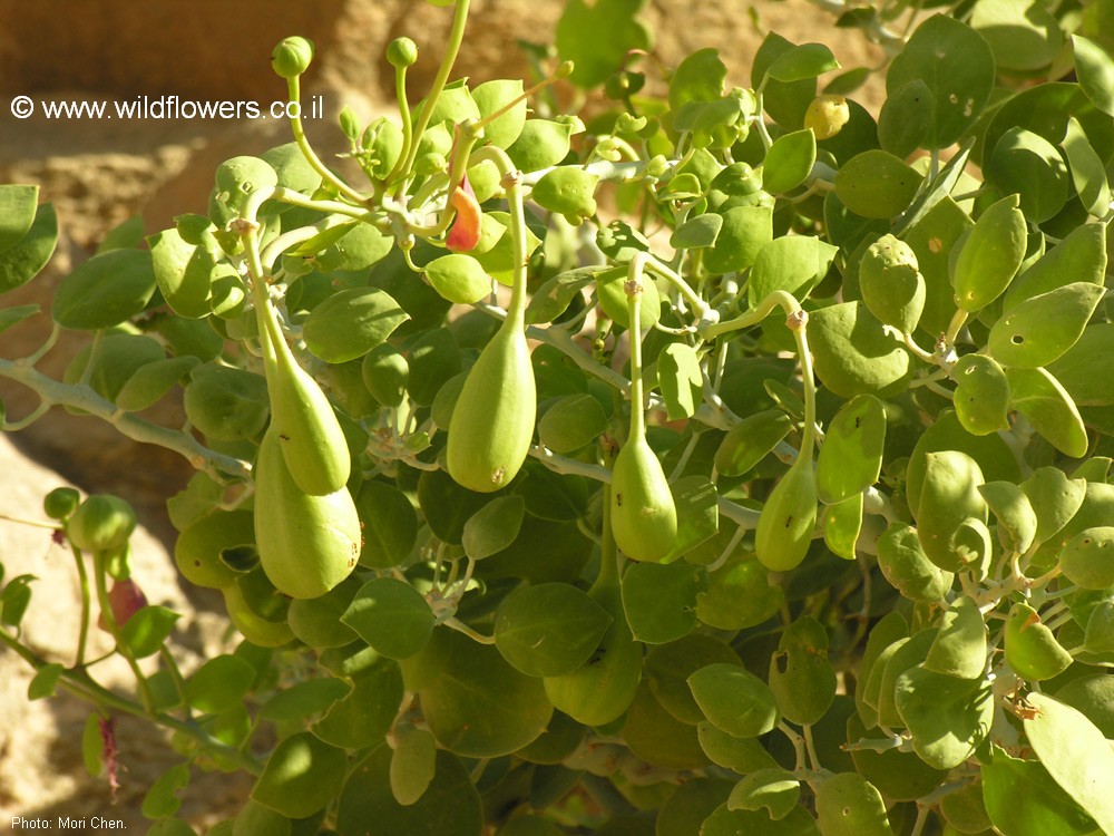 Capparis sinaica