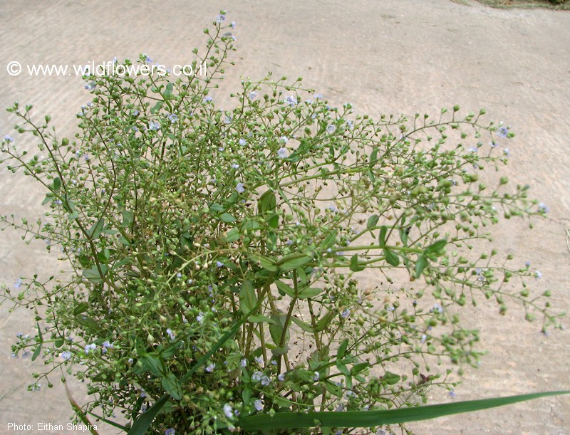 Veronica anagalloides