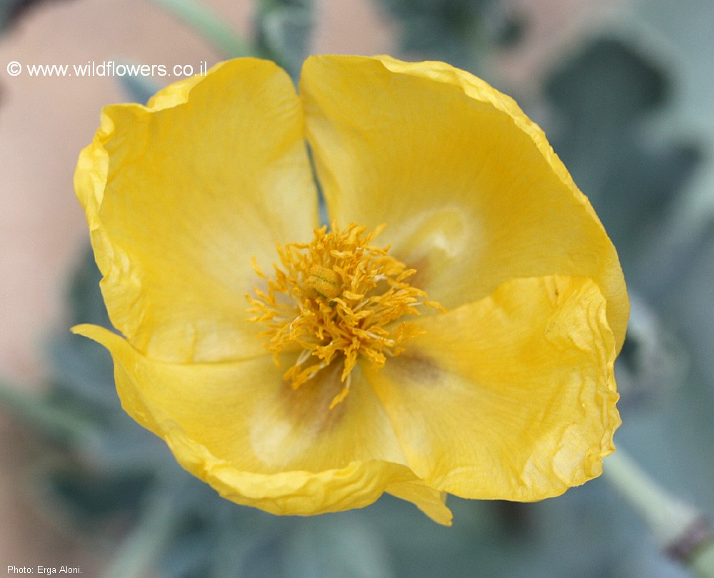 Glaucium flavum