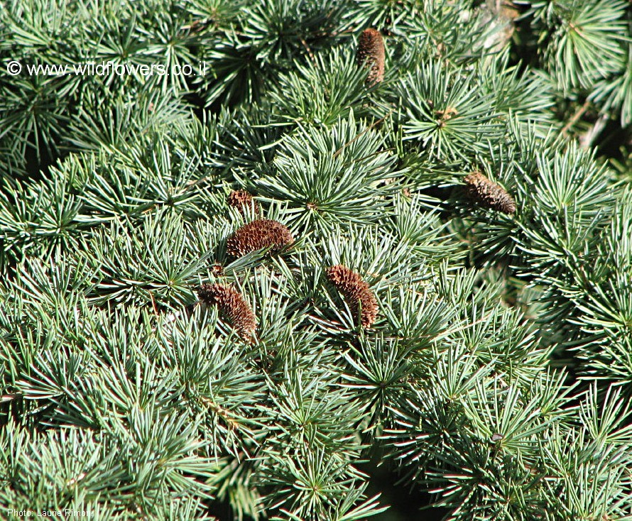 Cedrus   libani