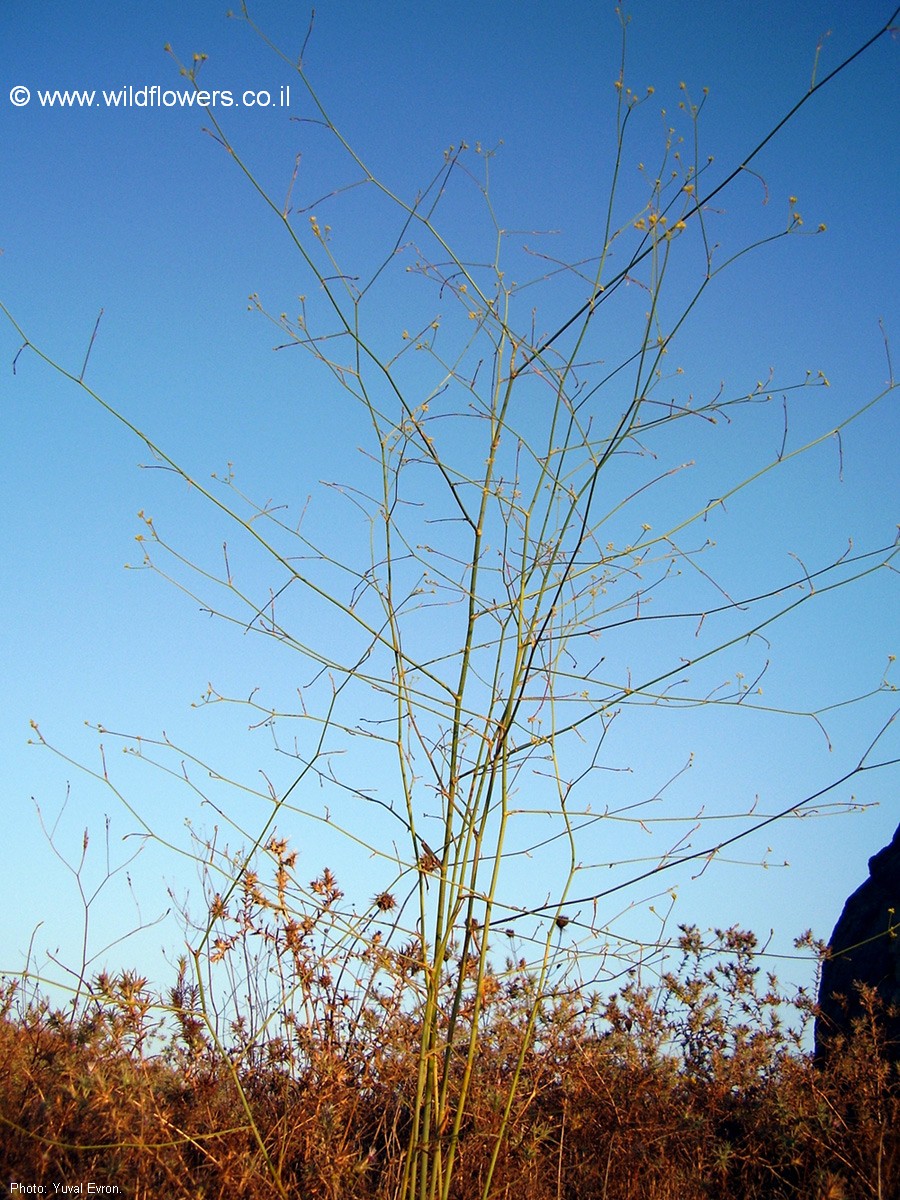 Peucedanum junceum