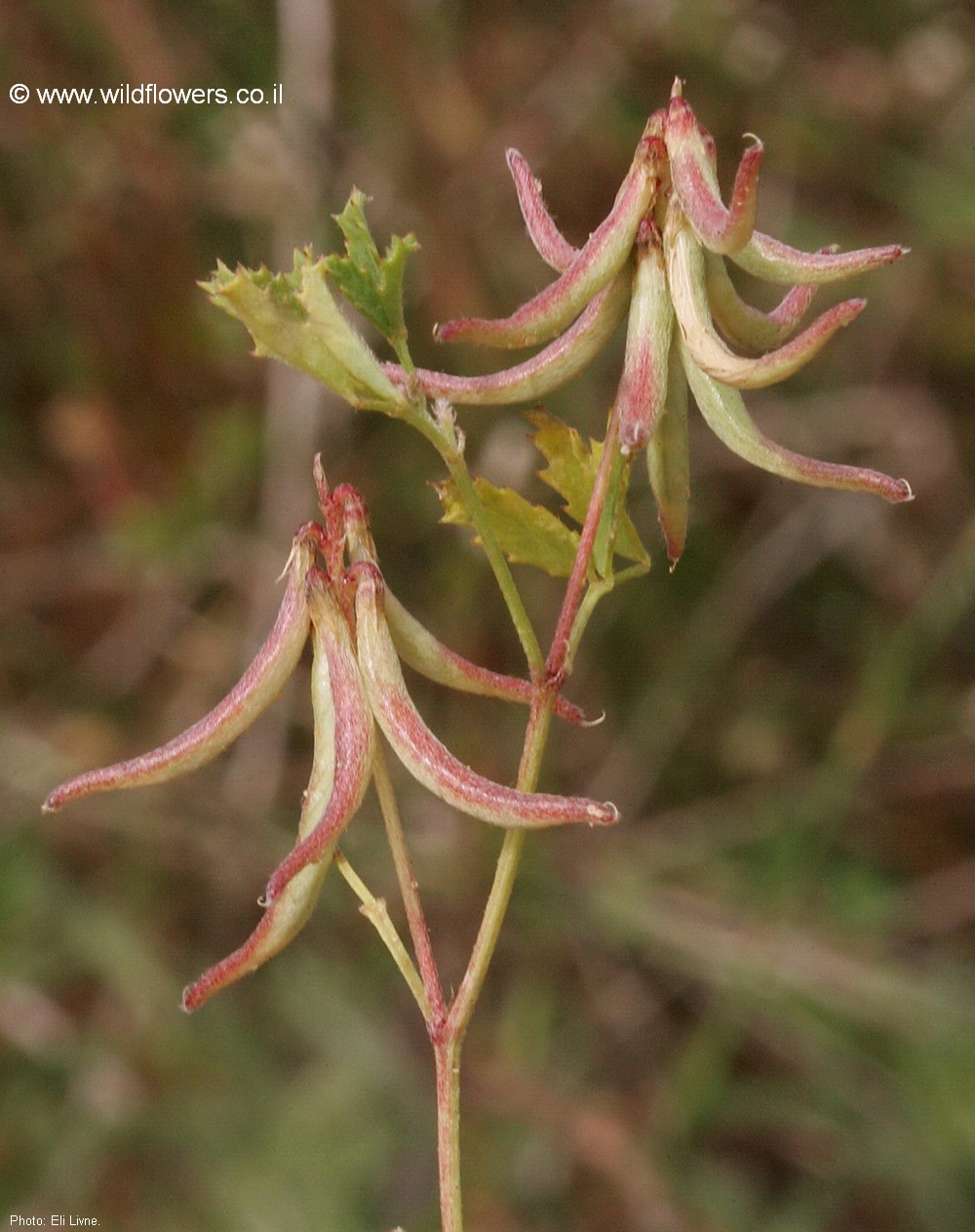 Trigonella caelesyriaca