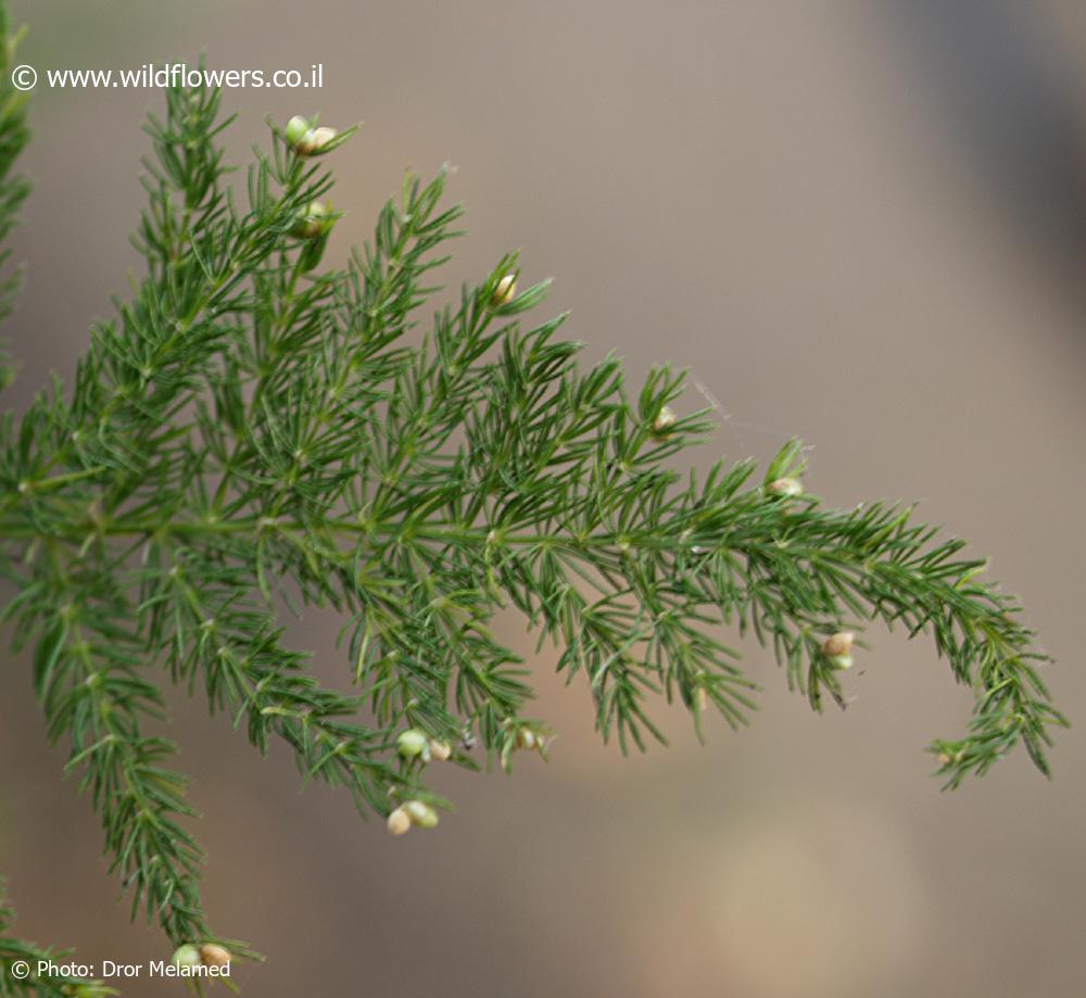 Asparagus setaceus