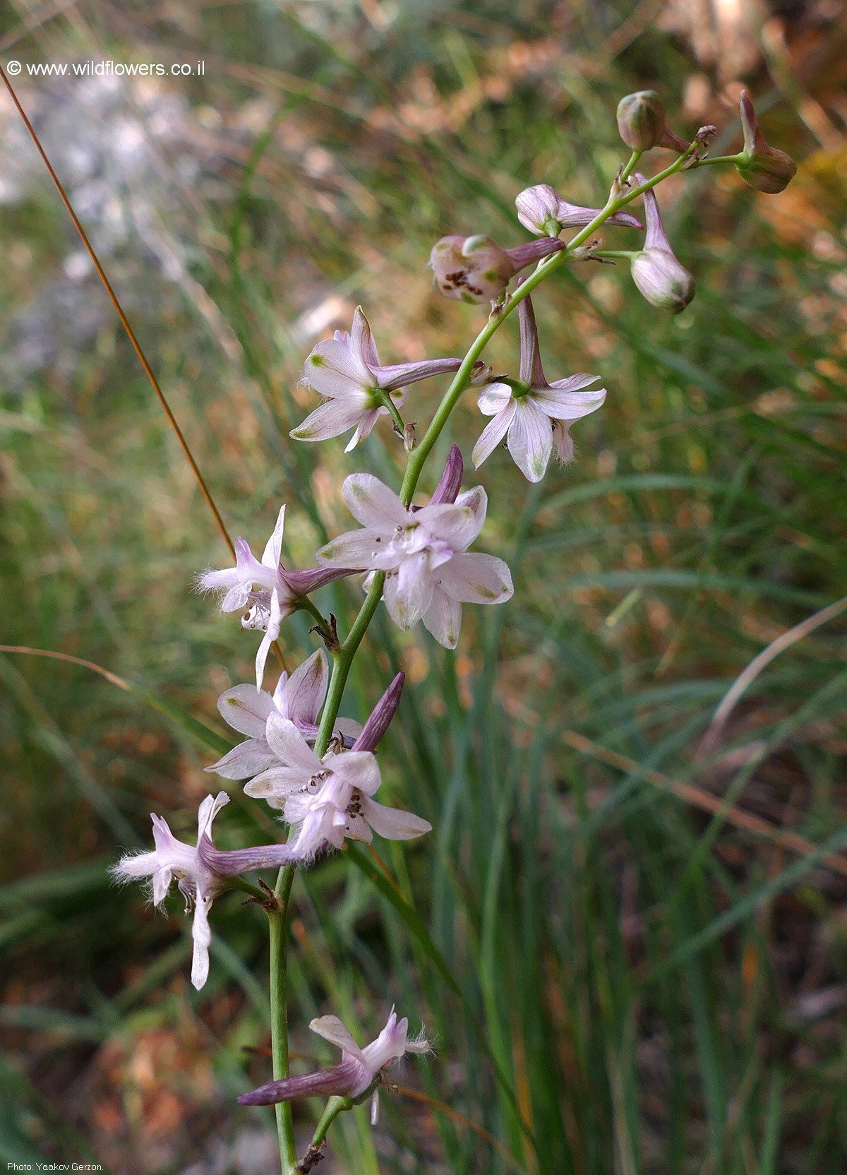 Delphinium  ithaburense 