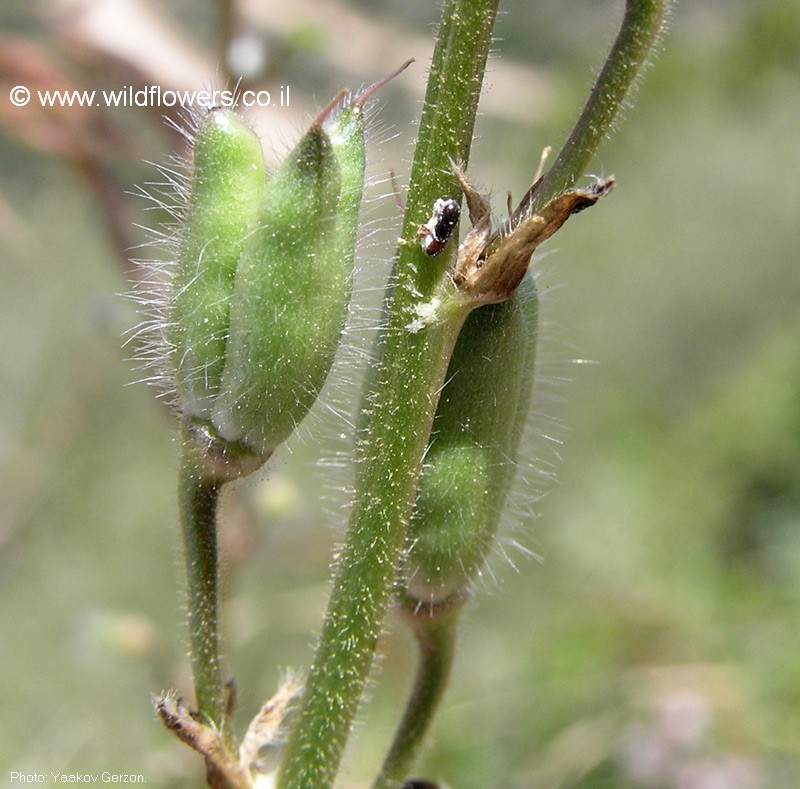 Delphinium  ithaburense 