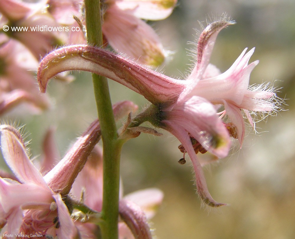 Delphinium  ithaburense 