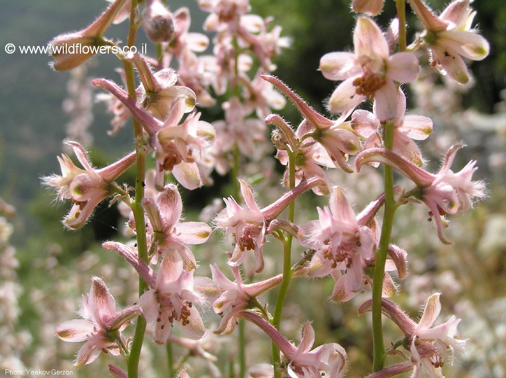 Delphinium  ithaburense 