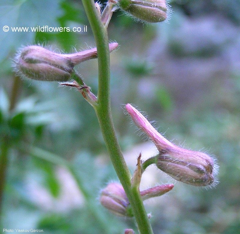 Delphinium  ithaburense 