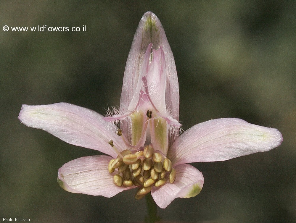 Delphinium  ithaburense 