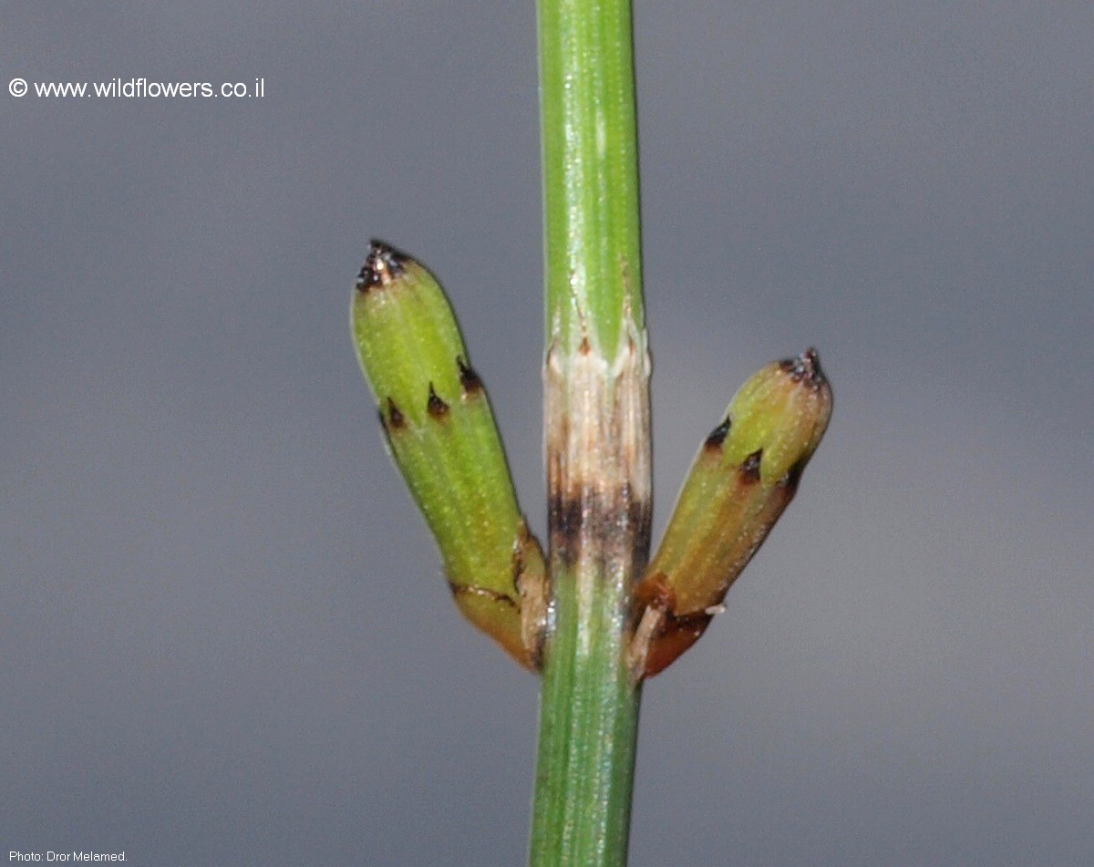 Equisetum ramosissimum