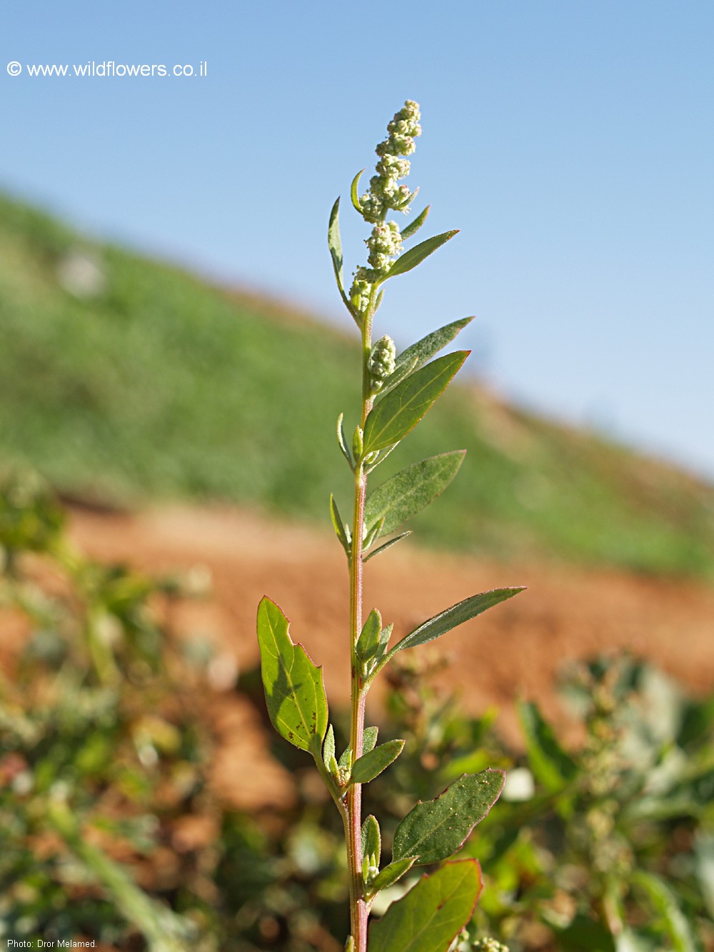 Chenopodium album